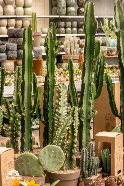 Collection de différentes variétés de grands cactus poteaux, idéal pour l'aménagement paysager.